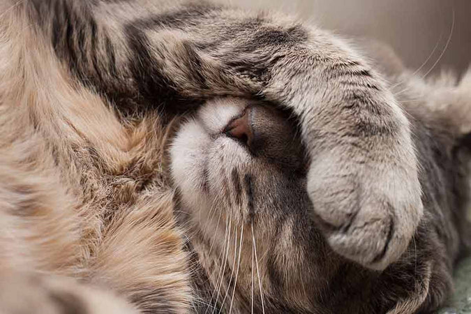 Intoxicación alimentaria en mascotas: ¿qué hacer? Intoxicación alimentaria en mascotas: ¿qué hacer?
