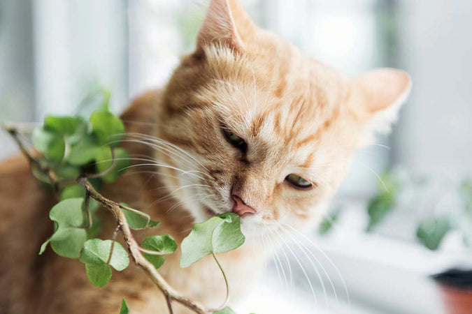 ¡3 plantas peligrosas para los gatos que debes conocer! ¡3 plantas peligrosas para los gatos que debes conocer!