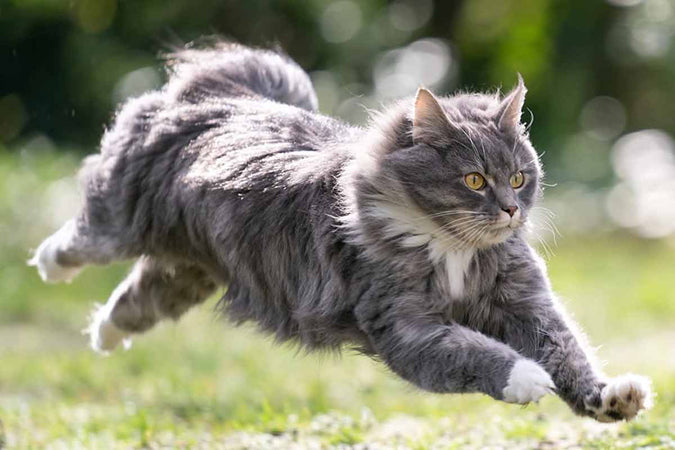 ¿Por qué usar CBD como suplemento dietético para gatos? ¿Por qué usar CBD como suplemento dietético para gatos?