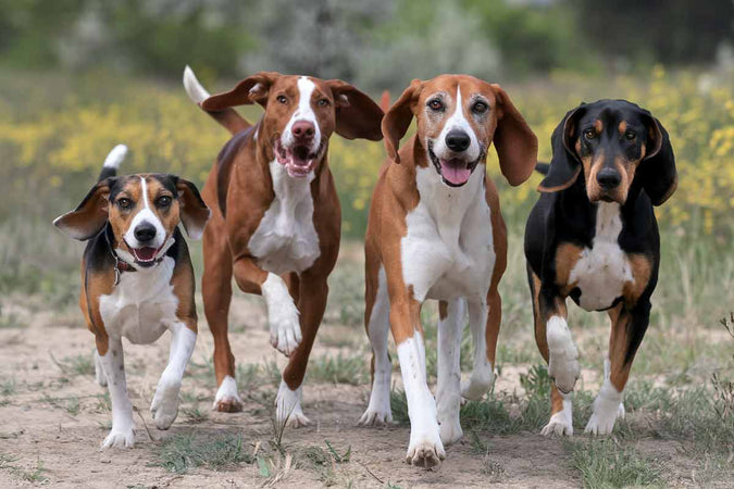 Las 10 mejores razas de perros de caza Las 10 mejores razas de perros de caza