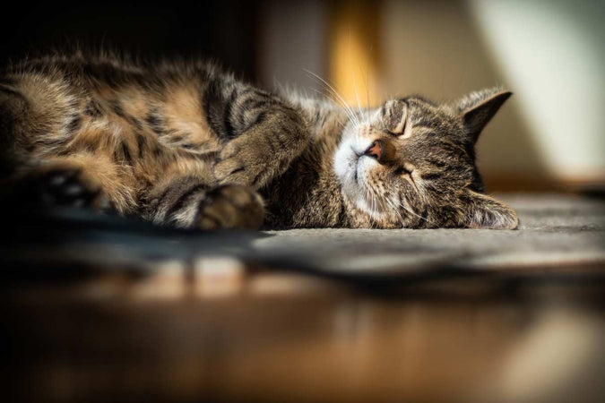 ¿Debo preocuparme cuando mi gato ronca? ¿Debo preocuparme cuando mi gato ronca?