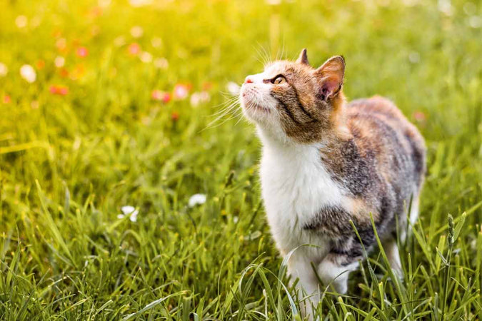 ¿Qué puedo hacer para que mi gato deje de escaparse? ¿Qué puedo hacer para que mi gato deje de escaparse?