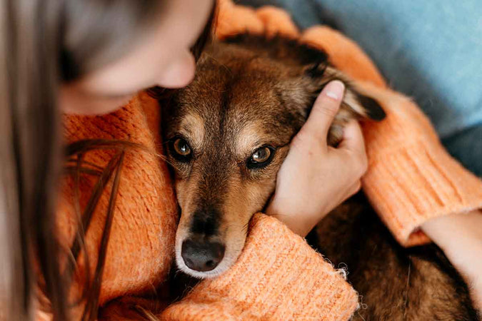 ¿Cuáles son las alergias más comunes en los perros? ¿Cuáles son las alergias más comunes en los perros?