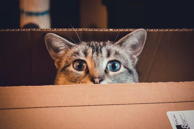 Mudarse a casa con su gato: ¿cómo prepararse? Mudarse a casa con su gato: ¿cómo prepararse?