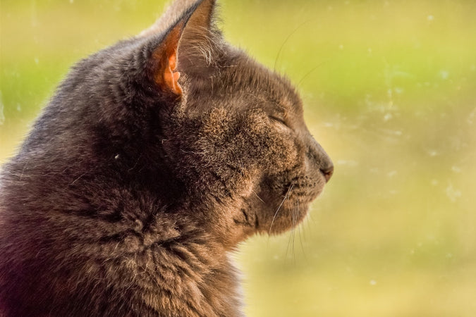 ¿Cómo identificar y controlar la obesidad en tu gato? ¿Cómo identificar y controlar la obesidad en tu gato?