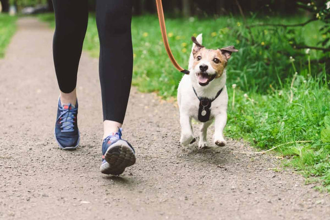 (Futuro) Propietario de perro: lo que debes saber. (Futuro) Propietario de perro: lo que debes saber.