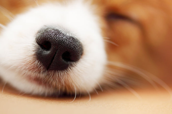 El olfato de los perros les ayuda a detectar el estrés y ciertas enfermedades El olfato de los perros les ayuda a detectar el estrés y ciertas enfermedades