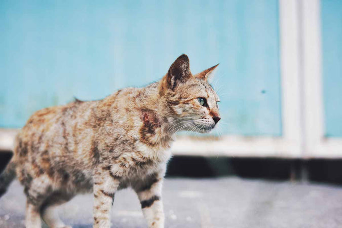 Los distintos parásitos que amenazan la salud felina Los distintos parásitos que amenazan la salud felina