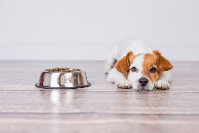 ¿Por qué mi perro está perdiendo el apetito? ¿Por qué mi perro está perdiendo el apetito?
