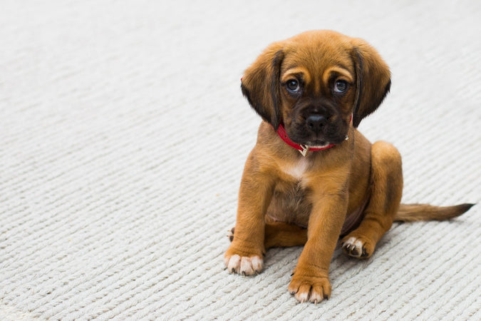 ¿Qué hacer si mi perro está estresado? ¿Qué hacer si mi perro está estresado?