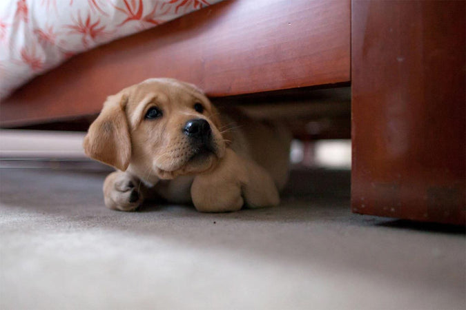 Mi perro no quiere salir y rechaza los paseos: ¿qué puedo hacer? Mi perro no quiere salir y rechaza los paseos: ¿qué puedo hacer?
