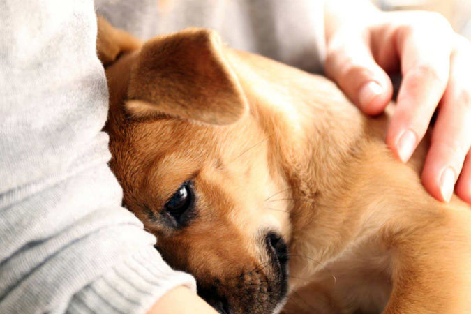 ¿Cómo socializar a tu perro con su entorno? ¿Cómo socializar a tu perro con su entorno?