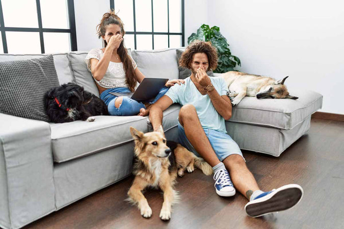 Mi perro siempre se tira pedos, ¿qué puedo hacer para ayudarle? Mi perro siempre se tira pedos, ¿qué puedo hacer para ayudarle?