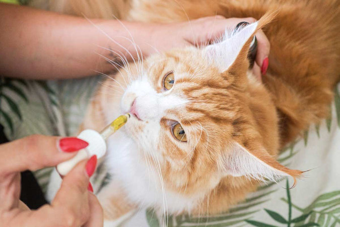 ¿Contribuye el CBD al bienestar de los gatos? ¿Contribuye el CBD al bienestar de los gatos?