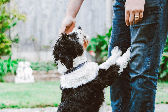 ¿Cómo tratar los problemas digestivos del perro de forma natural? ¿Cómo tratar los problemas digestivos del perro de forma natural?
