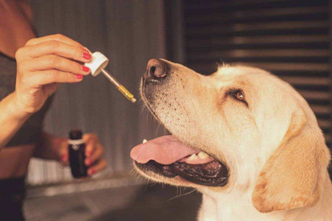 ¿Cuándo y por qué dar productos de CBD a tu perro? ¿Cuándo y por qué dar productos de CBD a tu perro?