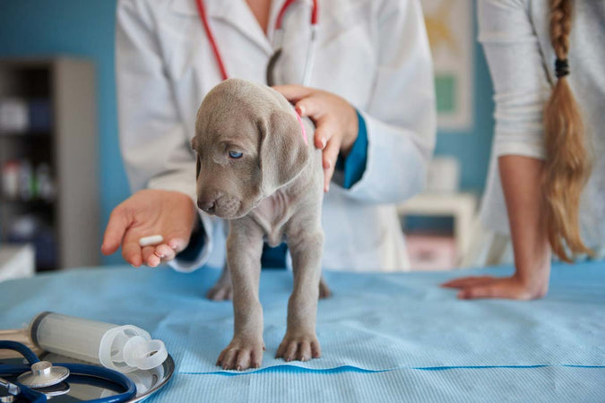 ¿Puede el CBD aliviar las alergias en los perros? ¿Puede el CBD aliviar las alergias en los perros?