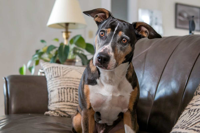 ¿Cómo puede el CBD ayudar a mi perro a superar el miedo a los ruidos? ¿Cómo puede el CBD ayudar a mi perro a superar el miedo a los ruidos?