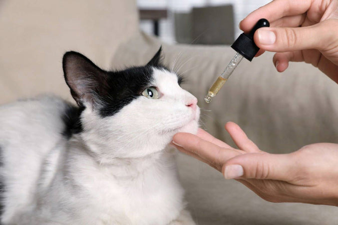 ¿cuáles son los efectos del CBD sobre el estrés de los gatos? ¿cuáles son los efectos del CBD sobre el estrés de los gatos?
