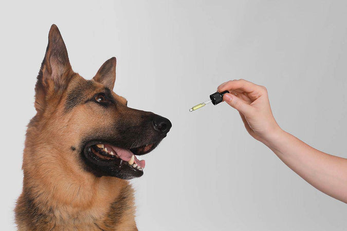 ¿Puede el CBD beneficiar a los perros con cáncer? ¿Puede el CBD beneficiar a los perros con cáncer?