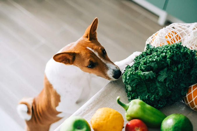 ¿Qué puedes cocinar para tu perro? ¿Qué puedes cocinar para tu perro?