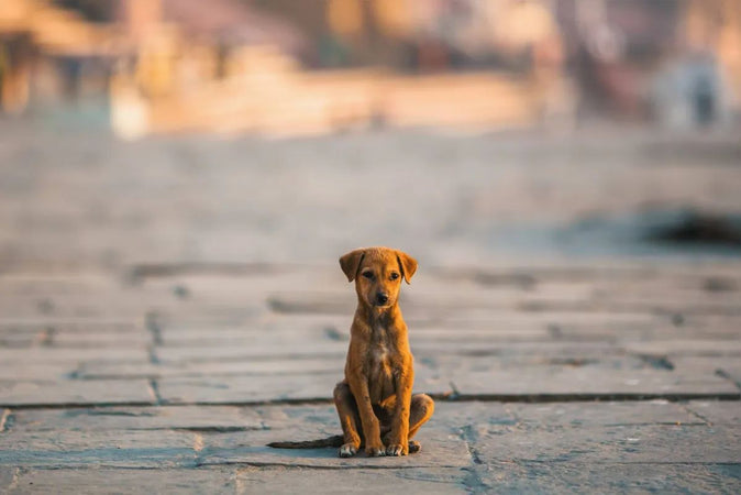 ¿Qué debes hacer si encuentras una mascota abandonada? ¿Qué debes hacer si encuentras una mascota abandonada?