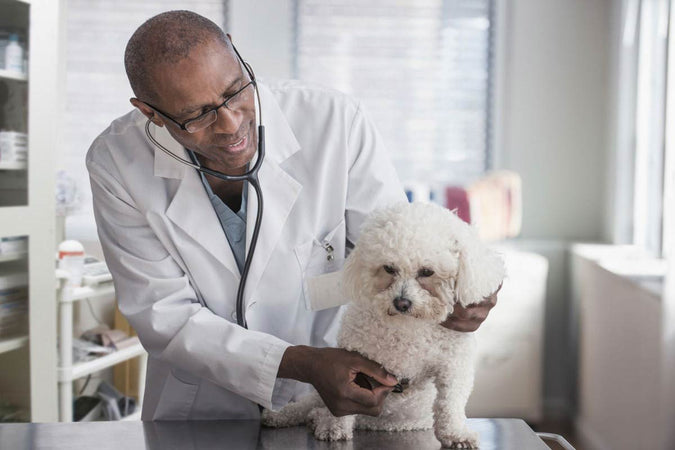 ¿Qué opinan los veterinarios sobre el uso del CBD? ¿Qué opinan los veterinarios sobre el uso del CBD?