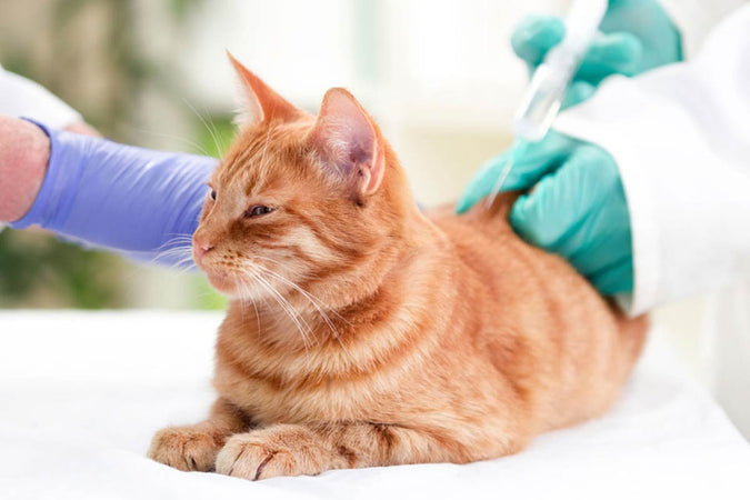 ¿Qué vacunas son esenciales para proteger a mi gato? ¿Qué vacunas son esenciales para proteger a mi gato?