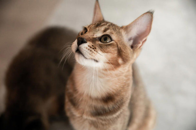 El chausie, ¡una raza de gato híbrida! El chausie, ¡una raza de gato híbrida!