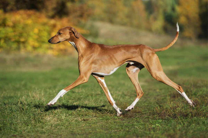 ¿Cómo cuidar a tu perro Azawakh? ¿Cómo cuidar a tu perro Azawakh?