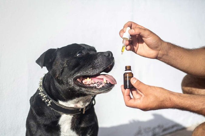 ¿Puede el CBD aliviar la ansiedad y el dolor de mi perro? ¿Puede el CBD aliviar la ansiedad y el dolor de mi perro?