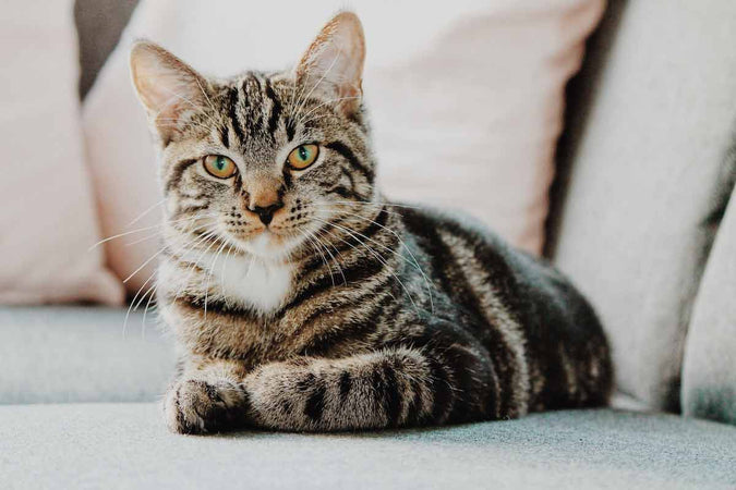¿Cuáles son los síntomas de los trastornos digestivos en los gatos? ¿Cuáles son los síntomas de los trastornos digestivos en los gatos?