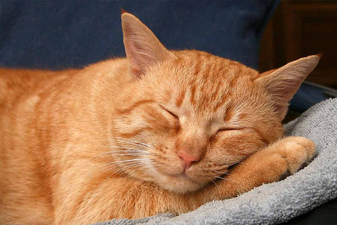 ¿Cómo mejorar el sueño de mi gato? ¿Cómo mejorar el sueño de mi gato?