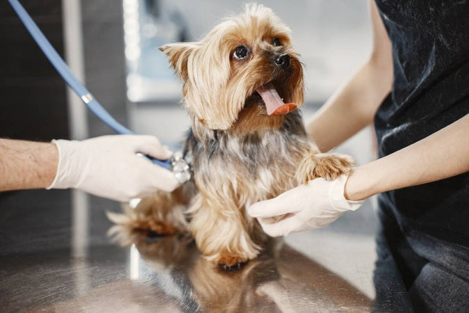 Todo lo que necesitas sabler del CBD para mascotas Todo lo que necesitas sabler del CBD para mascotas