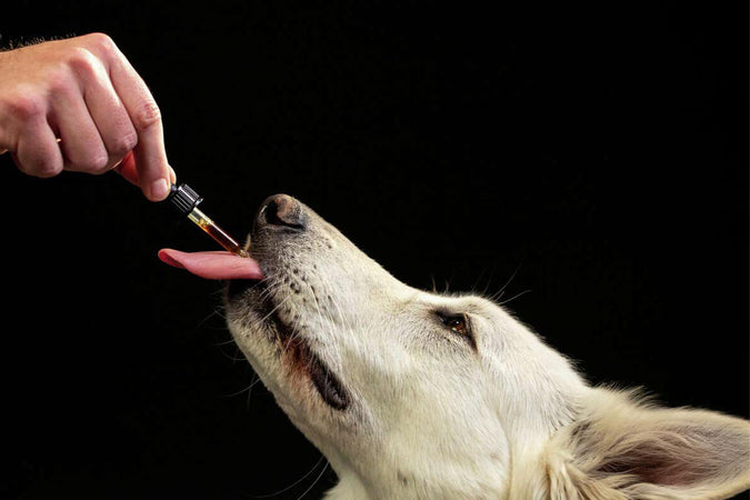 Lista completa de las cosas que hay que saber antes de usar CBD para mascotas Lista completa de las cosas que hay que saber antes de usar CBD para mascotas