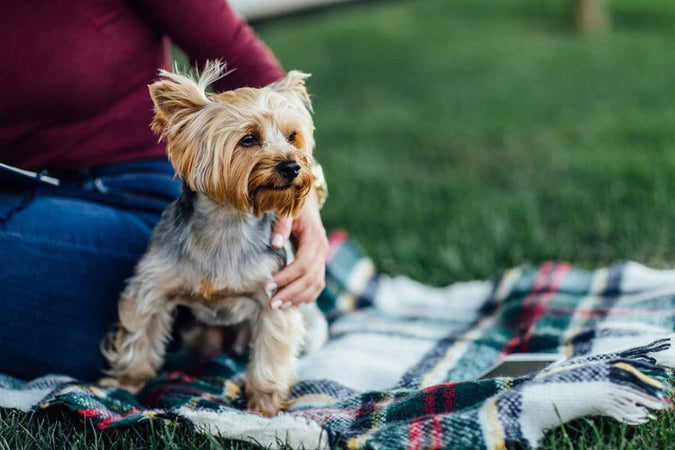 Todo sobre el Yorkshire Terrier: temperamento, cuidados, salud Todo sobre el Yorkshire Terrier: temperamento, cuidados, salud