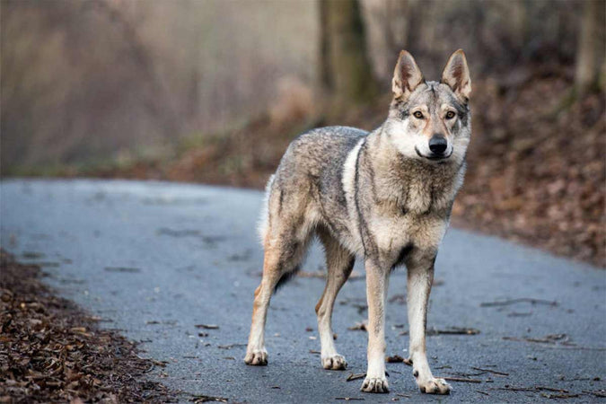 Todo lo que debes saber sobre el perro lobo Todo lo que debes saber sobre el perro lobo