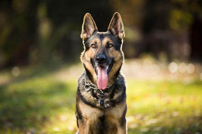 Clasificación de los 10 mejores perros guardianes Clasificación de los 10 mejores perros guardianes