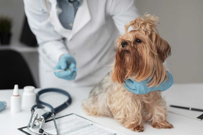Vacunas para perros: lo que hay que saber Vacunas para perros: lo que hay que saber