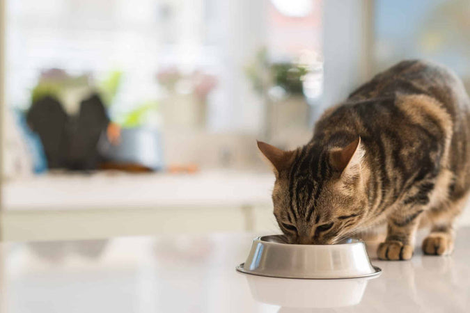 ¿Qué vitaminas puedo dar a mi gato? ¿Qué vitaminas puedo dar a mi gato?