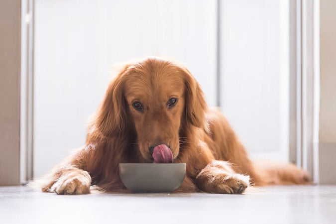¿Qué vitaminas son esenciales para los perros? ¿Qué vitaminas son esenciales para los perros?
