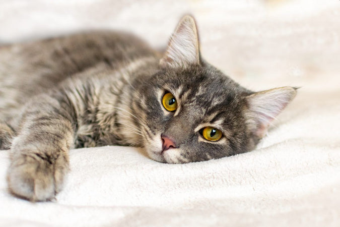 Vómitos en gatos: ¡lo que hay que saber! Vómitos en gatos: ¡lo que hay que saber!