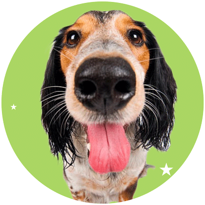 CBD para perros CBD para perros