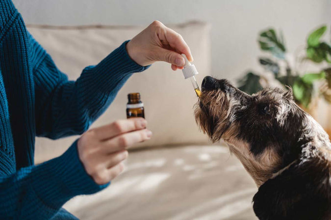 ¿Puede el CBD ayudar a mi perro a vivir sus últimos días con más comodidad?