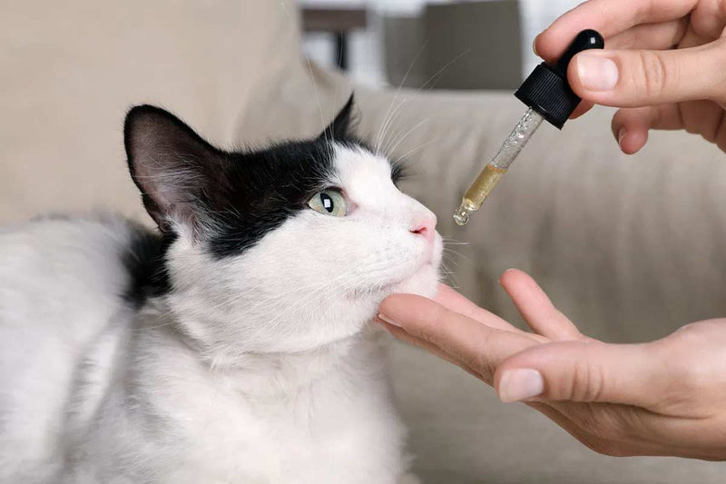El CBD como nuevo remedio milagroso para los gatos