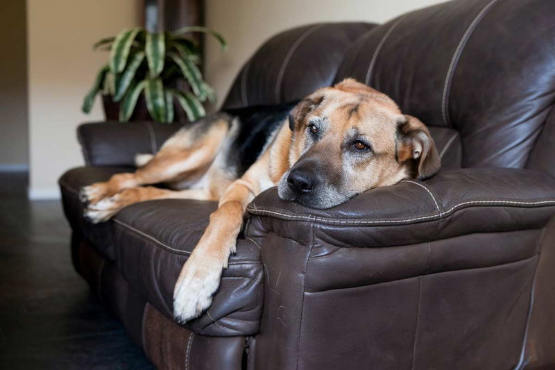 El CBD podria ayudar aliviar digestion perros mayores