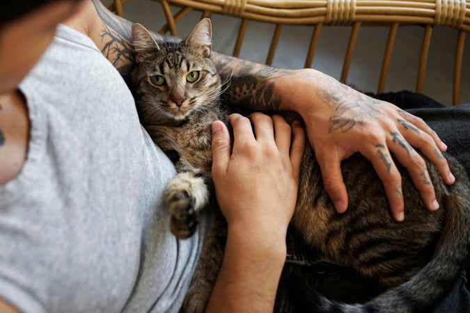 ¿Qué debes saber antes de adoptar un gato?