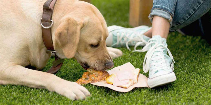 ¿Qué alimentos de la dieta humana debo evitar para mi perro?