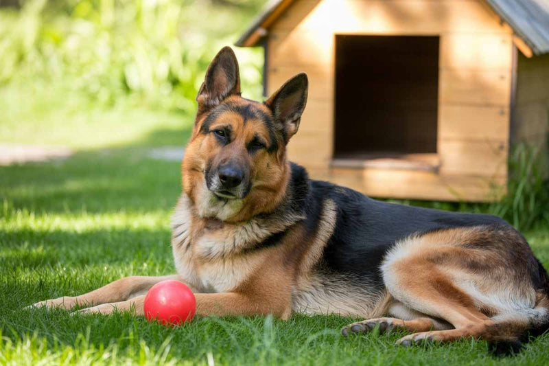 Un pastor alemán tumbado en el césped