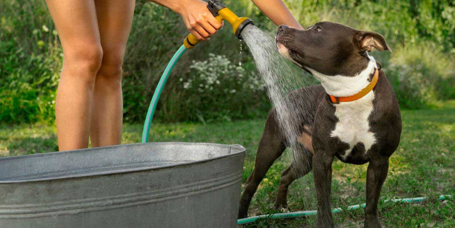 Ola de calor: ¿cómo proteger a tu perro en verano?